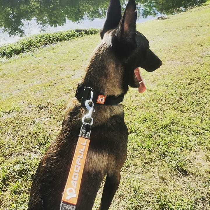 Dogpull M7 Collar