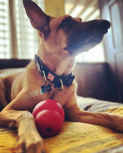 Dogpull M7 Collar