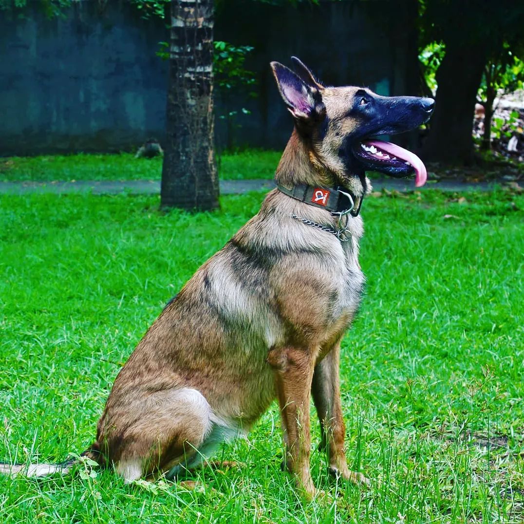 Dogpull M7 Collar