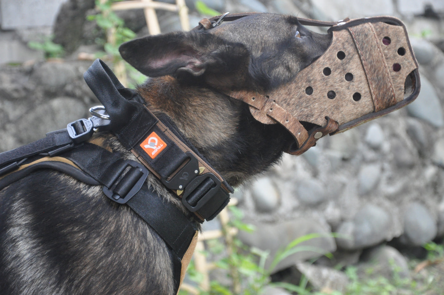 Dogpull Spec 21 Collar and Harness