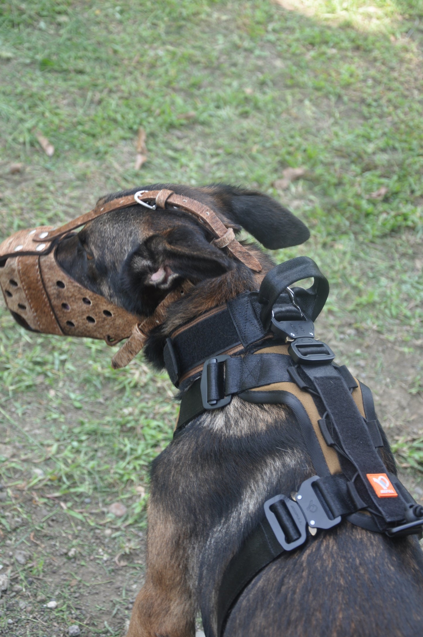 Dogpull Spec 21 Collar and Harness
