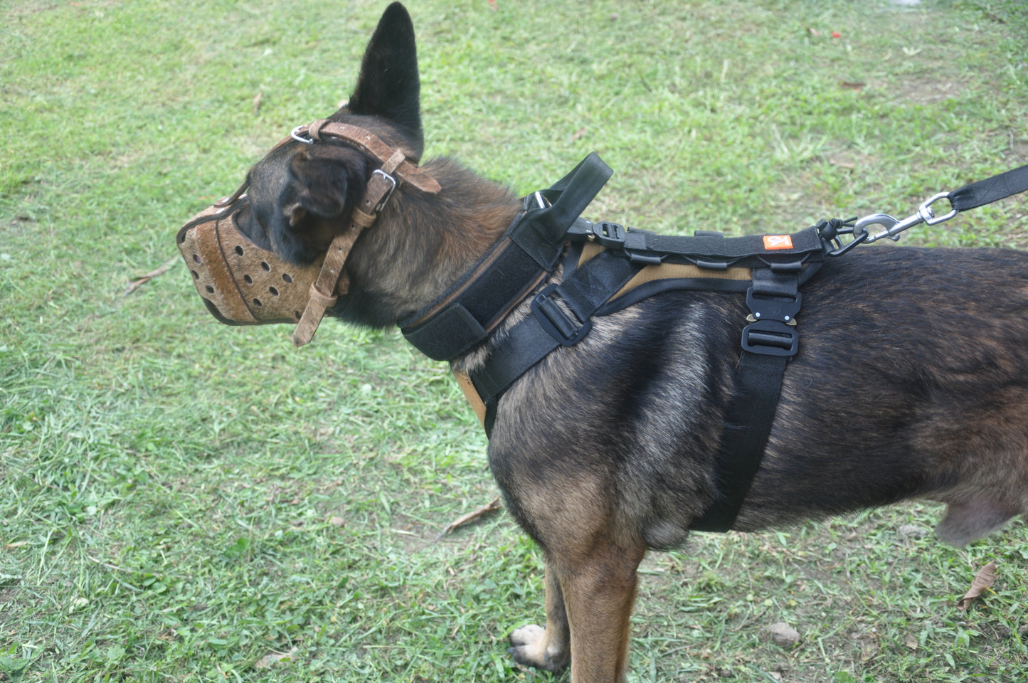 Dogpull Spec 21 Collar and Harness