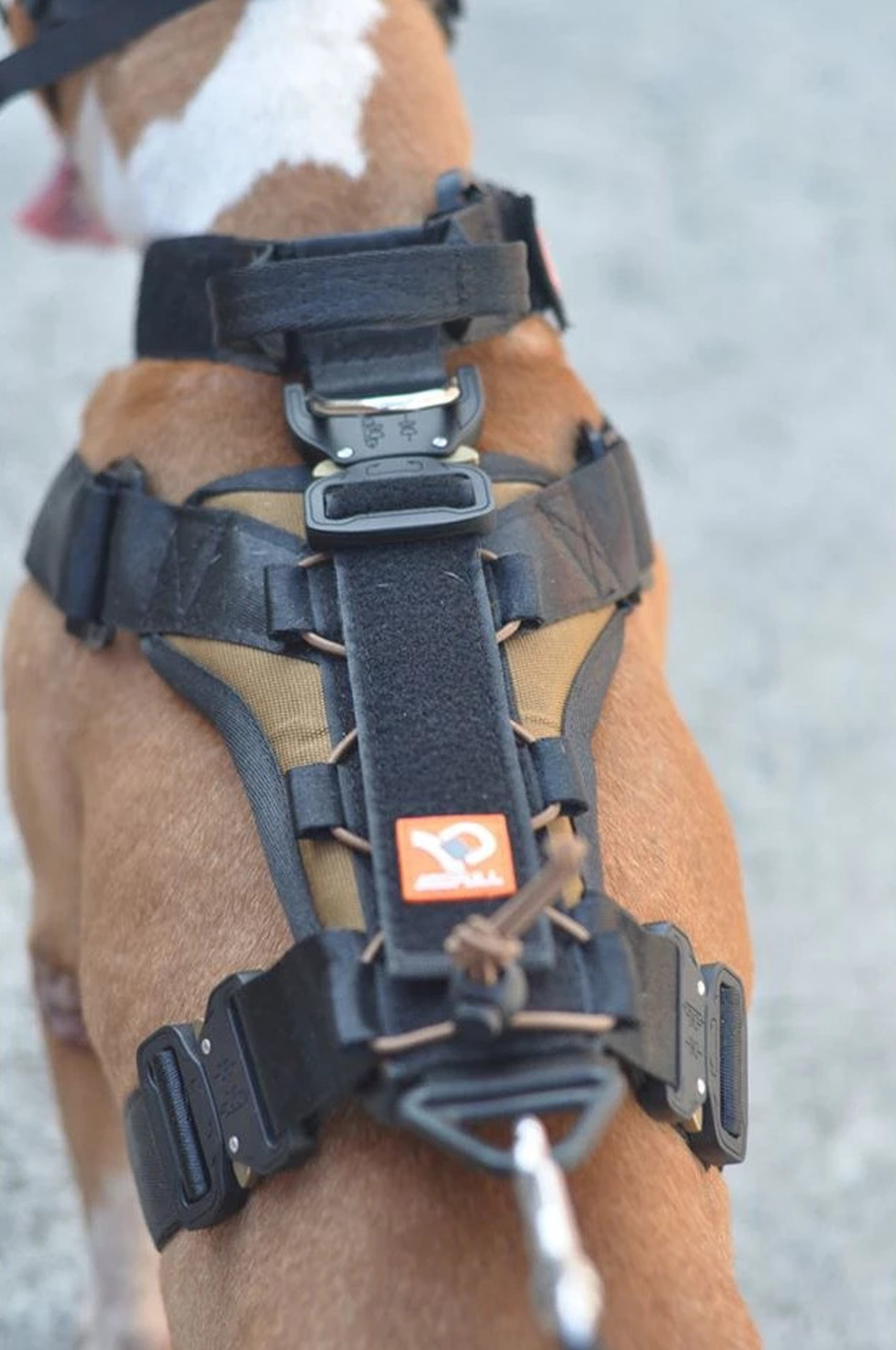 Dogpull Spec 21 Collar and Harness